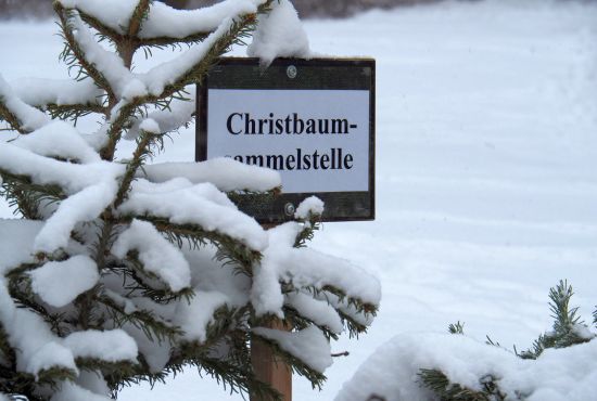 Christbaum an der Sammelstelle