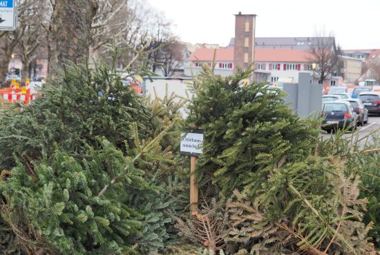 viele alte Christbäume