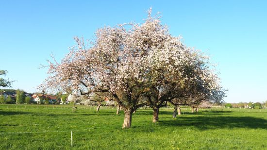 Obstbäume mit vielen Blüten