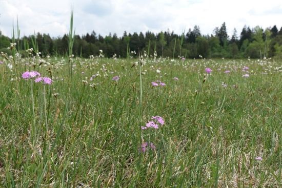 Blumenwiese im Degermoos