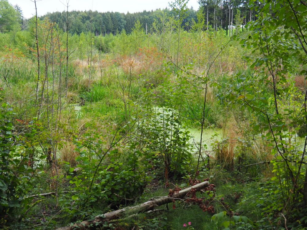 Vernässtes Waldstück.