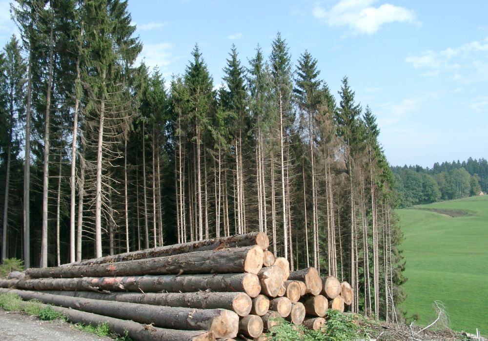 Fichten im Wald, im Vordergrund Stämme von gefällten Bäumen
