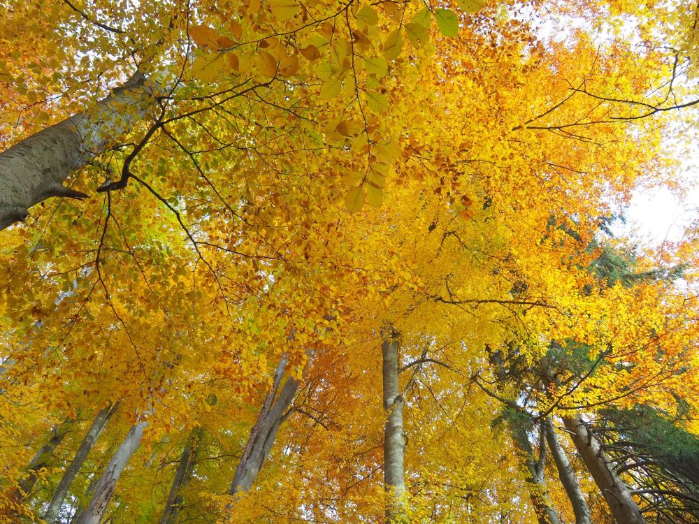 Gelbes Blätterdach im Wald