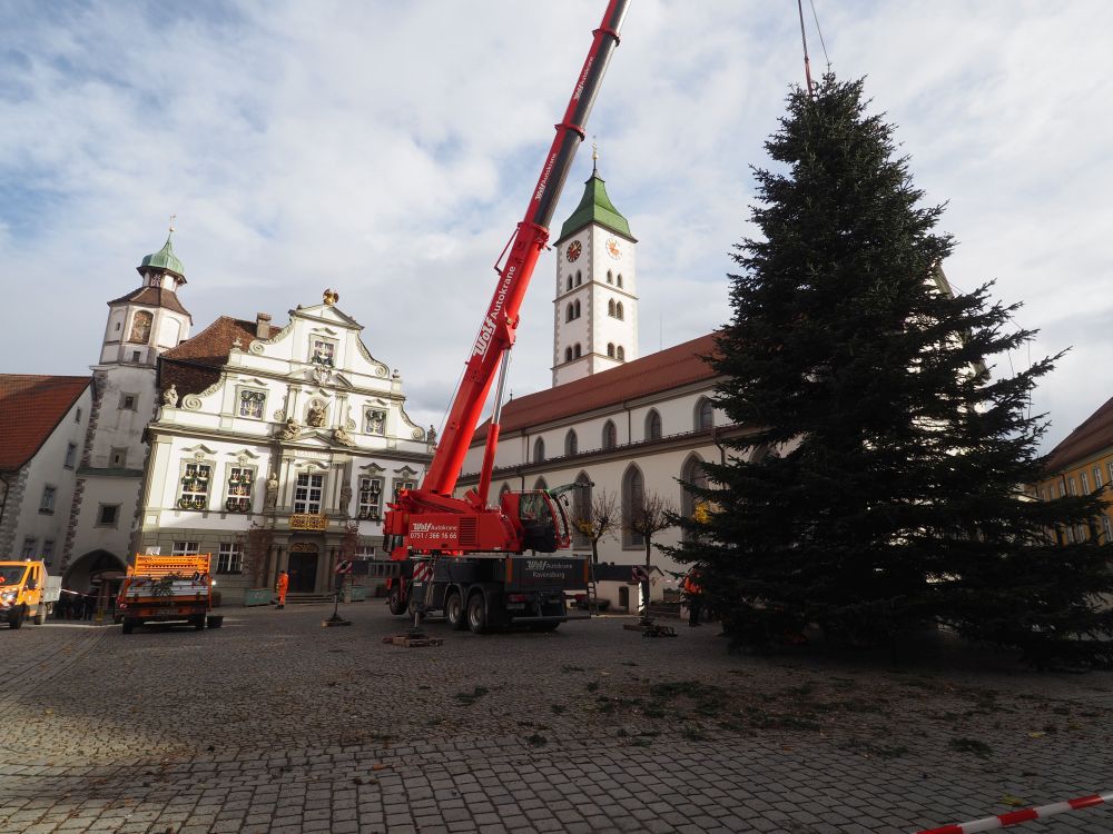 Der Baum steht. Im Hintergrund Rathaus und Kirche