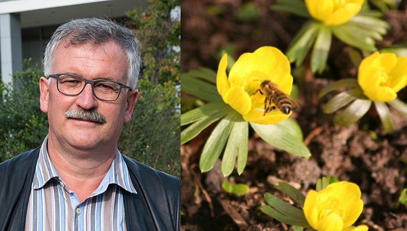 Zwei Bilder: Porträt von einem Mann und eine Blume mit Biene.