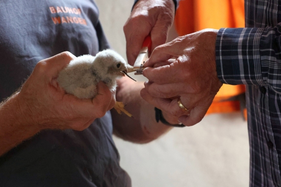 Zwei Hände halten ein Küken, während eine andere Hand mit einer Zange arbeitet. Die Person mit der Zange scheint etwas an den Fuß des Küken zu befestigen. Im Hintergrund ist ein verschwommener orangefarbener Stoff zu sehen.