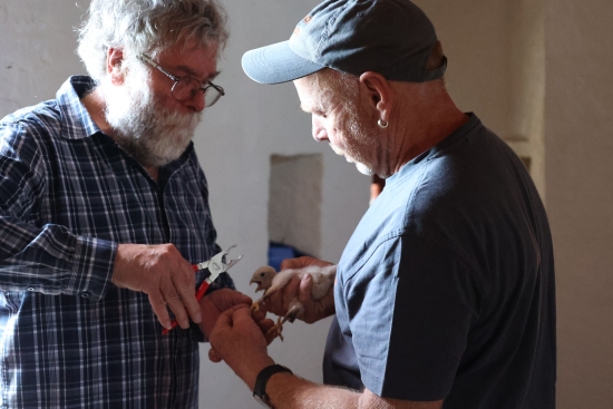 Zwei Männer stehen in einem Raum und arbeiten zusammen. Einer hält eine Zange, während der andere kleine Vögel in der Hand hat. Beide konzentrieren sich auf die Aufgabe. Der Mann links hat graue Haare und einen Bart, der andere trägt eine Mütze.