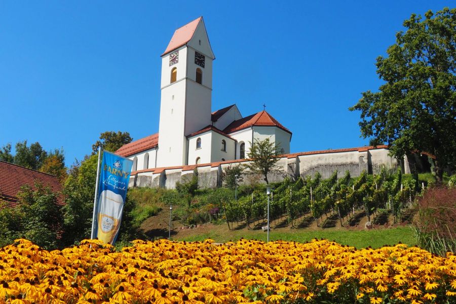 Im Vordergrund ist eine Blumenwiese, dahinter ein Hang mit Weinreben und im Hintergrund auf dem Hügel steht die Leupolzer Kirche
