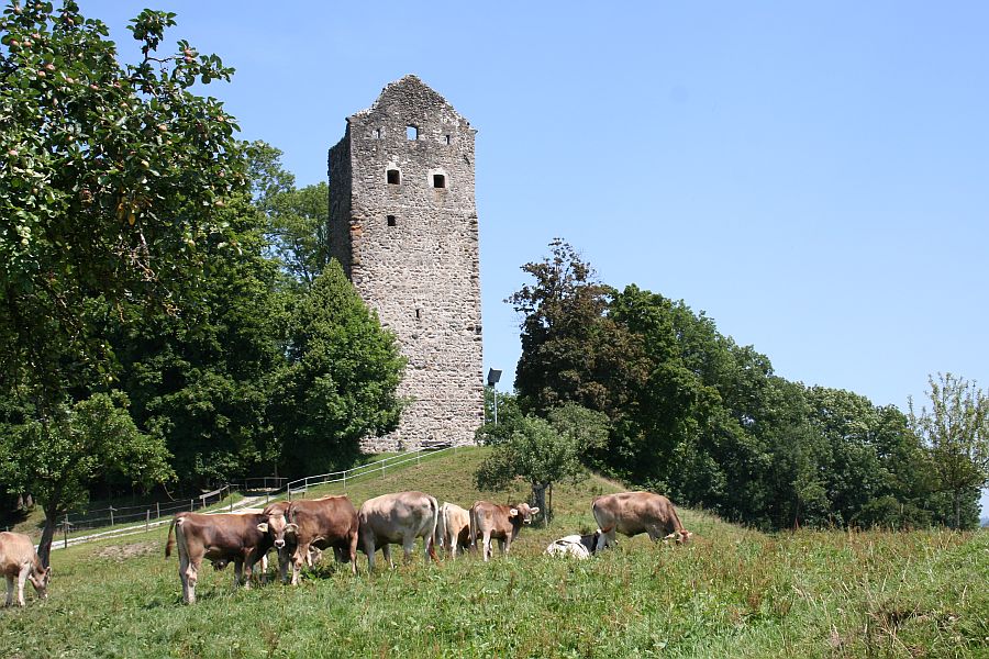 Kühe auf einer Weide vor der Burgruine in Neuravensburg