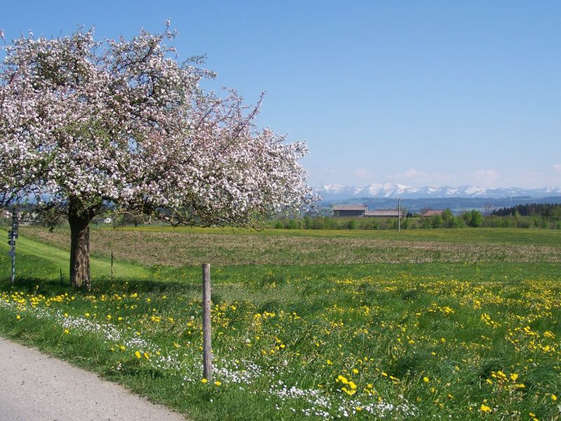 Frühling am Wegrand mit einer blühenden Wiese sowie einem blühenden Baum 