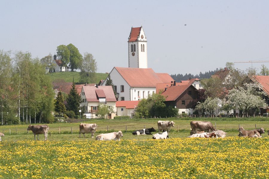 Im Vordergrund ist eine Kuhweide mit einigen Kühen zu sehen. Dahinter die Ortschaft Niederwangen, aus der die Kirche ragt. Im Hintergrund ist die Kapelle auf einem Hügel zu sehen Bild