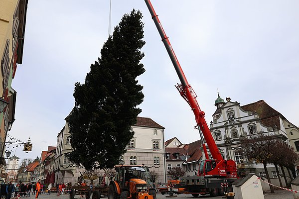 Baum hängt schräg über dem Marktplatz am Haken