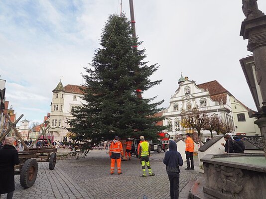 Baum wird im Boden befestigt
