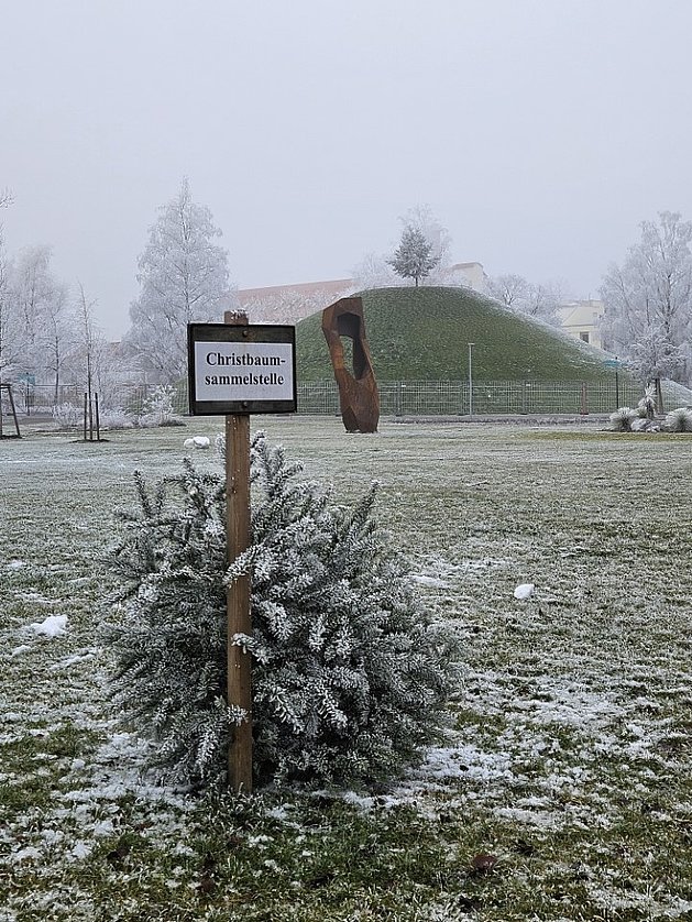 gebrauchter Christbaum an einem Schild der Sammelstelle im Auwiesenpark