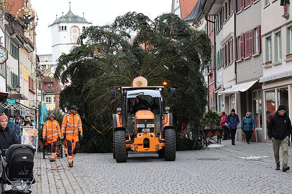 Weihnachtsbaumtransport in der Herrenstraße: Der Baum füllt die Straße aus
