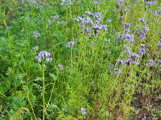 Blaue Blumen