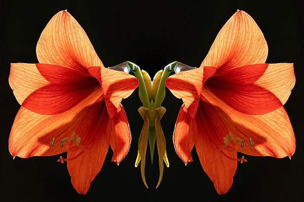 Zwei große, leuchtend orangefarbene Amaryllisblüten mit roten Akzenten stehen symmetrisch gegenüber. Der Hintergrund ist schwarz, wodurch die Blüten besonders hervorgehoben werden.