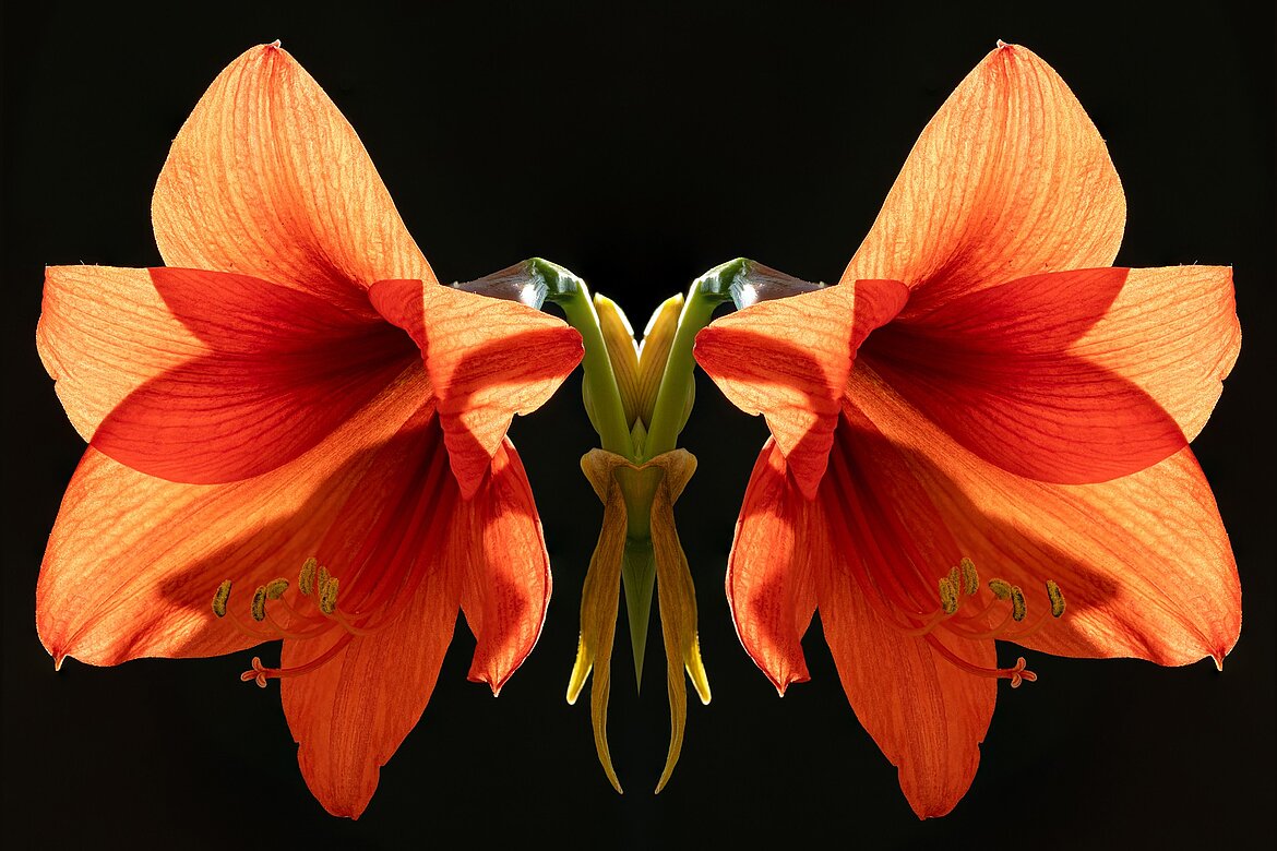 Zwei große, leuchtend orangefarbene Amaryllisblüten mit roten Akzenten stehen symmetrisch gegenüber. Der Hintergrund ist schwarz, wodurch die Blüten besonders hervorgehoben werden.