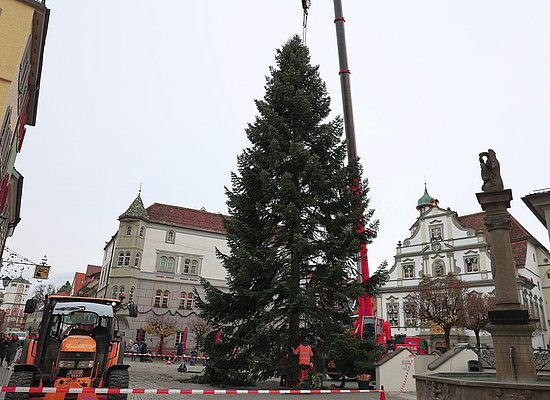 Der Baum steht gerade auf dem Marktplatz