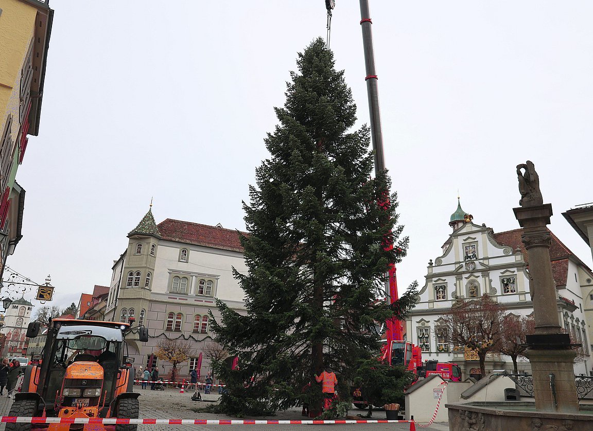 Der Baum steht gerade auf dem Marktplatz