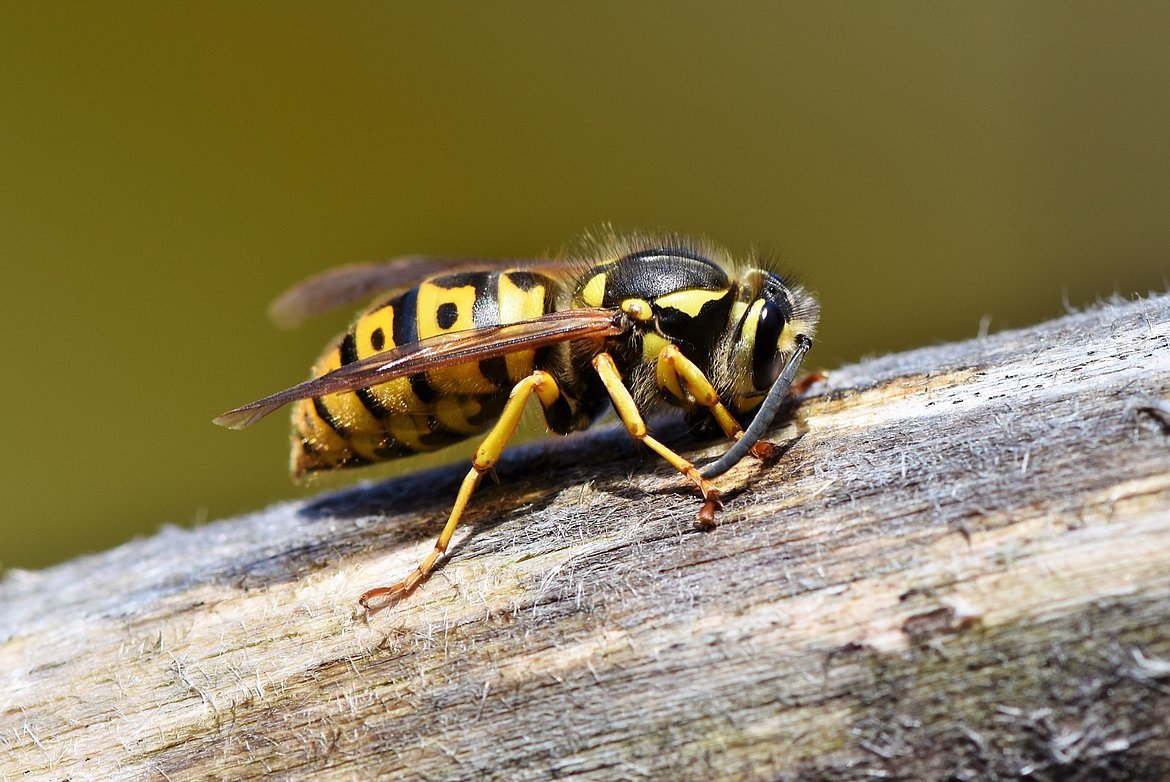 Eine Wespe auf einem Stück Holz.