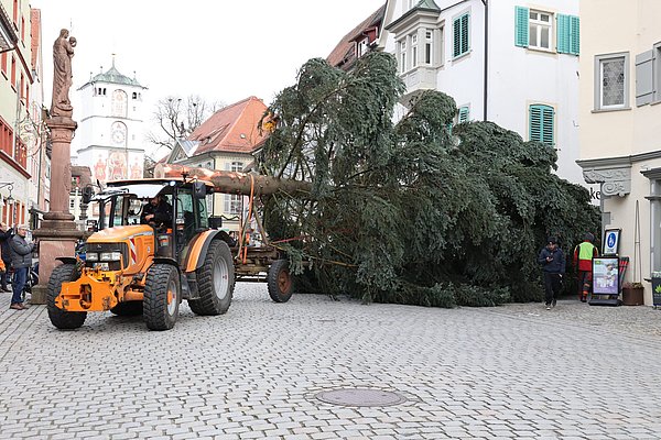 Traktor beigt mit Weihnachtsbaum in die Herrenstraße ein