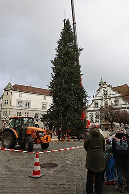Der Baum steht aufrecht. Kinder schauen zu.