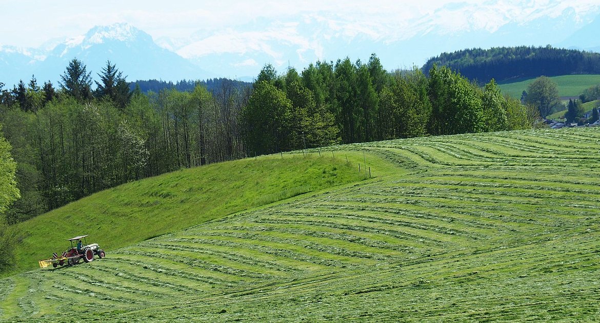 Große Wiese, auf der ein Bauer Gras wendet. Im Hintergrund die Alpen.