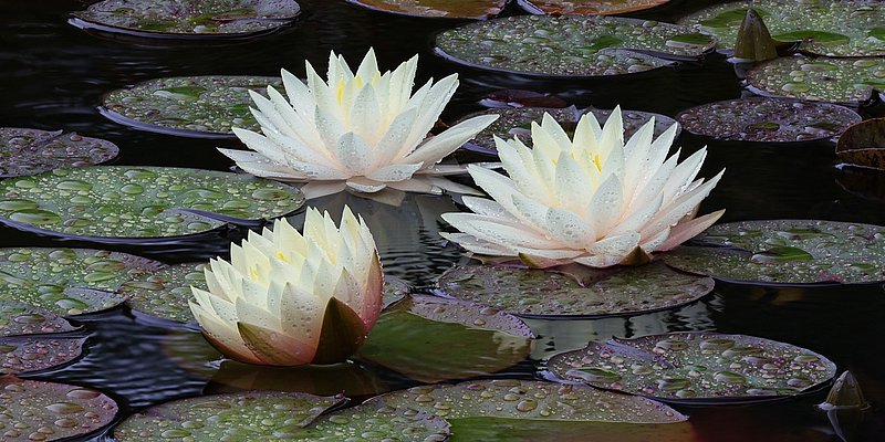 Drei weiße Seerosen mit gelben Blüten stehen auf einem ruhigen Gewässer zwischen grünen Seerosenblättern, die von Wassertropfen befeuchtet sind.