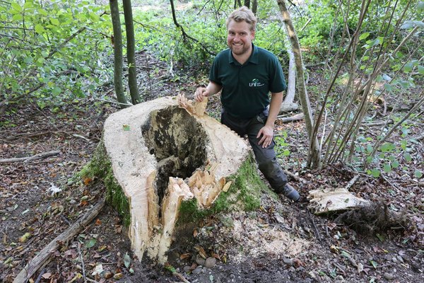Ein Mann zeigt einen Baumstumpf mit einem großen Loch in der Mitte