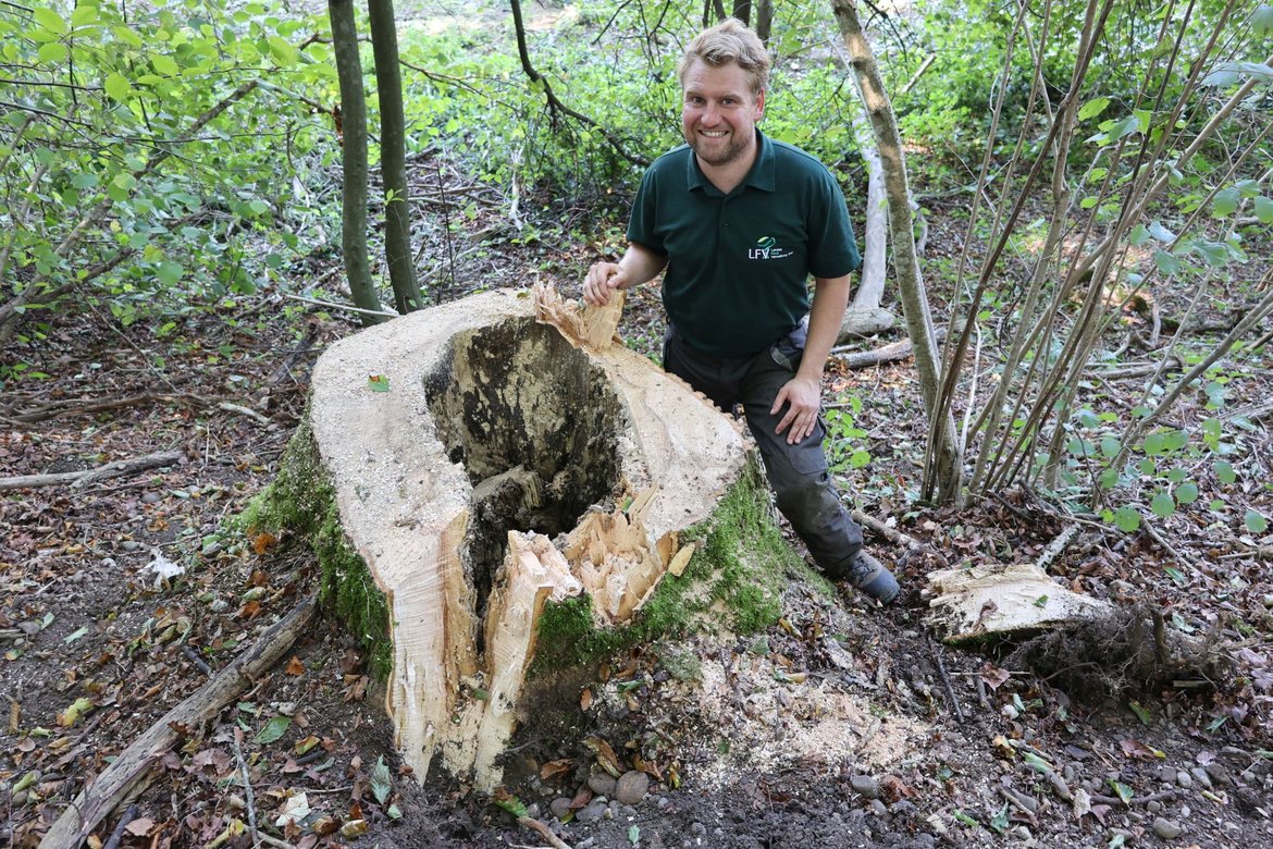 Ein Mann zeigt einen Baumstumpf mit einem großen Loch in der Mitte