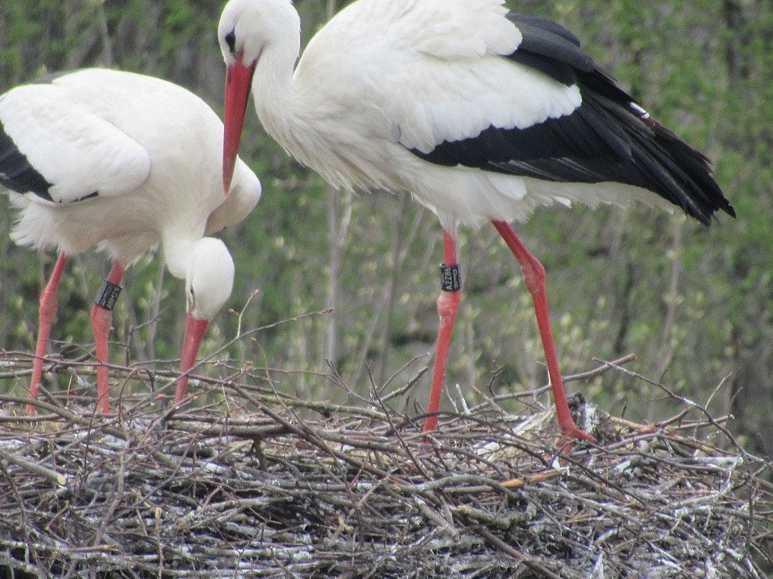 Zwei Storche am Nest auf der ERBA-Linde