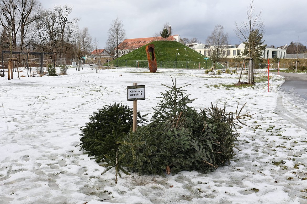 Christbaumsammelstelle in den Auwiesen