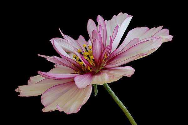 Eine zarte Blüte mit hellrosa Petalen, die an den Rändern violett sind. Die Blütenmitte zeigt gelbe Staubgefäße. Der Hintergrund ist schwarz, wodurch die Farben der Blüte intensiver wirken.