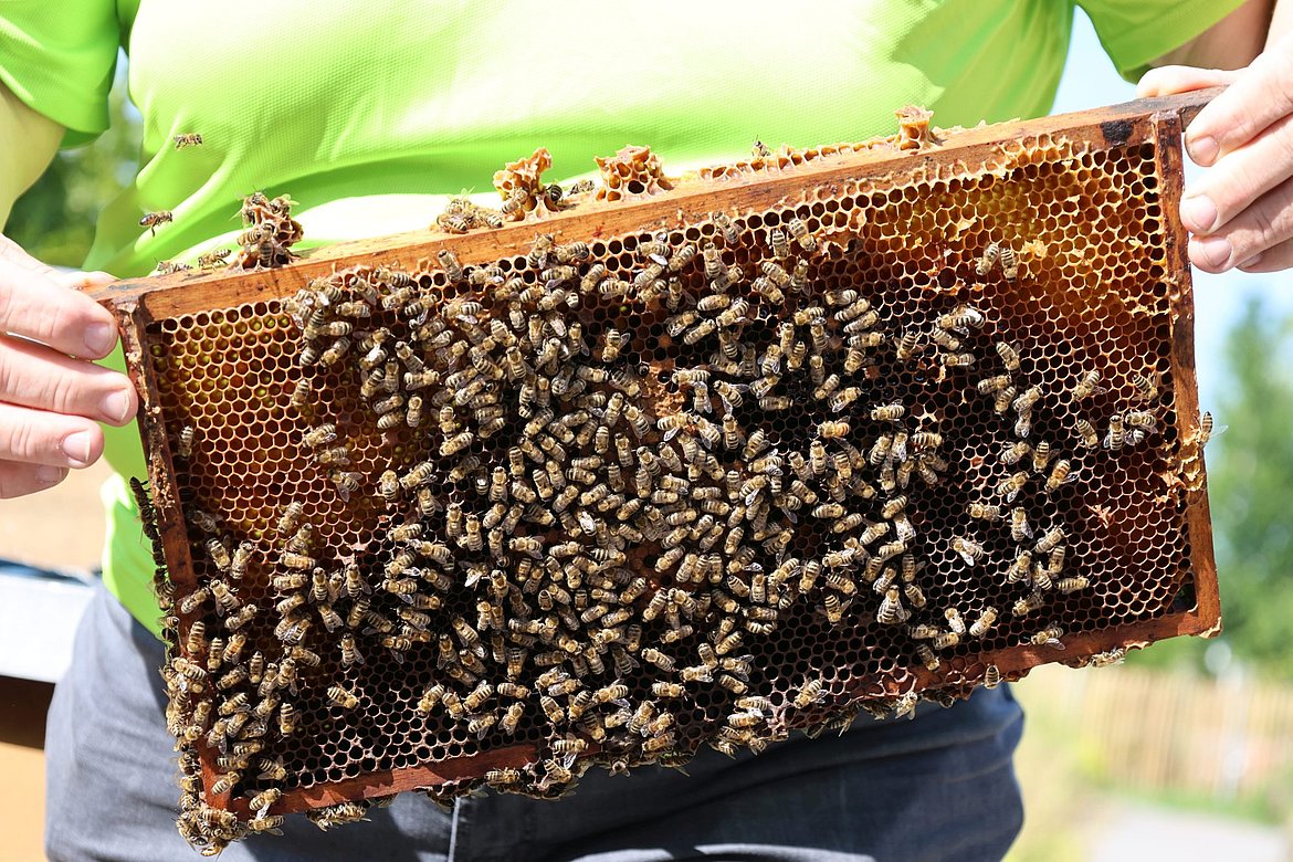 Viele Bienen auf einer Wabe.