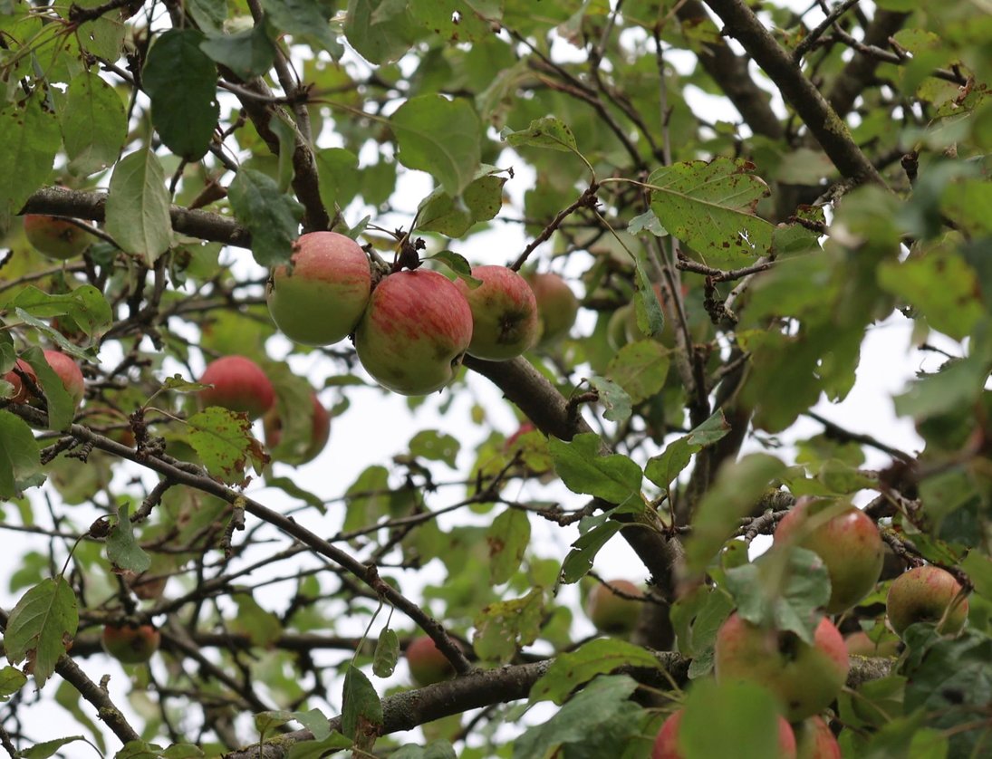 Äpfel eines alten Baums