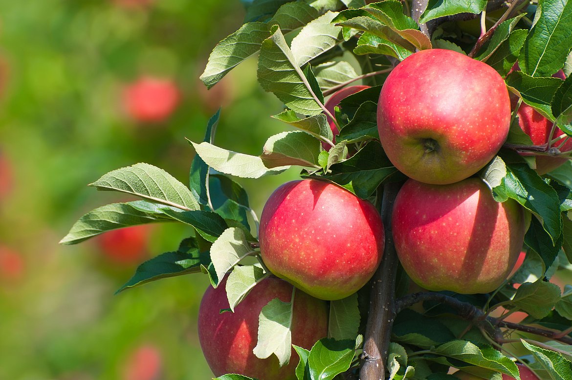 Reife Äpfel am Baum