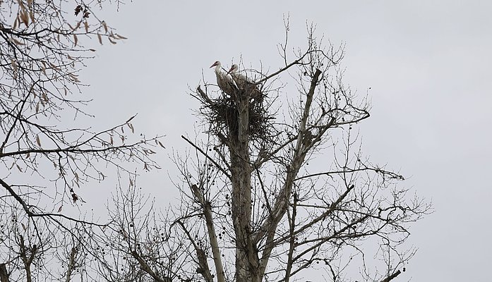 Ein Storchenpaar auf einem neu gebauten Nest