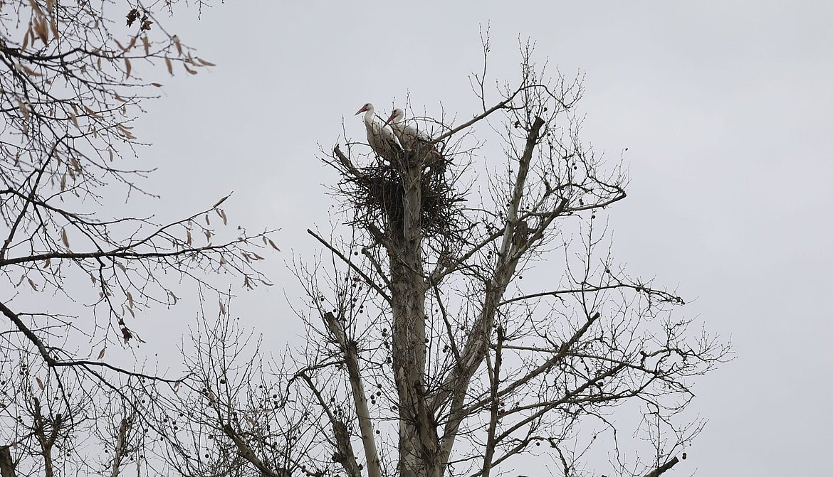 Ein Storchenpaar auf einem neu gebauten Nest