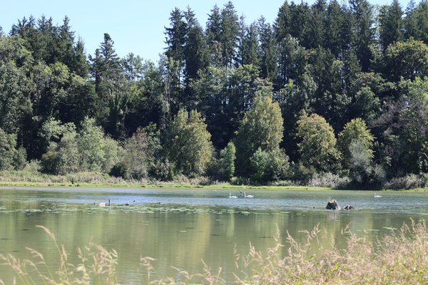 Kleiner See mit Vögeln