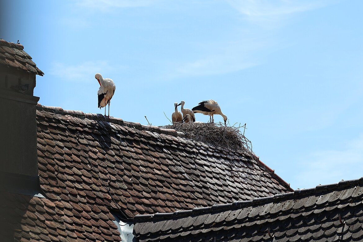 Ein Storch steht auf einem Dach und beobachtet vier Jungvögel in einem Nest. Der Himmel ist blau mit wenigen Wolken. Das Dach ist mit Schindeln bedeckt.