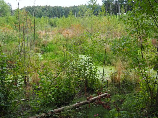 Vernässtes Waldstück.