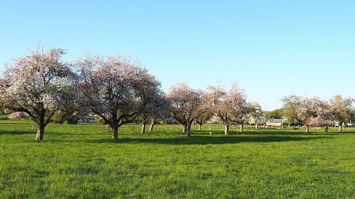 Streuobstwiese bei Wangen