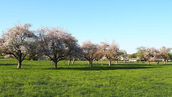 Streuobstwiese bei Wangen