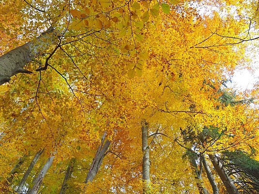 Gelbes Blätterdach im Wald