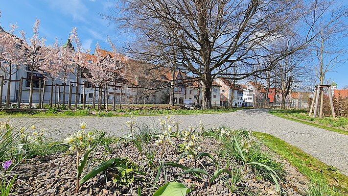 Kleine Blumen an kurzen Stauden im Stadtgarten