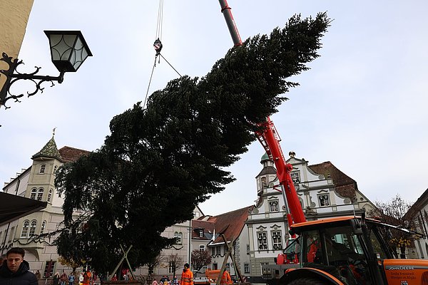 Der Baum hängt am Haken und sieht aus, als ober schwebt