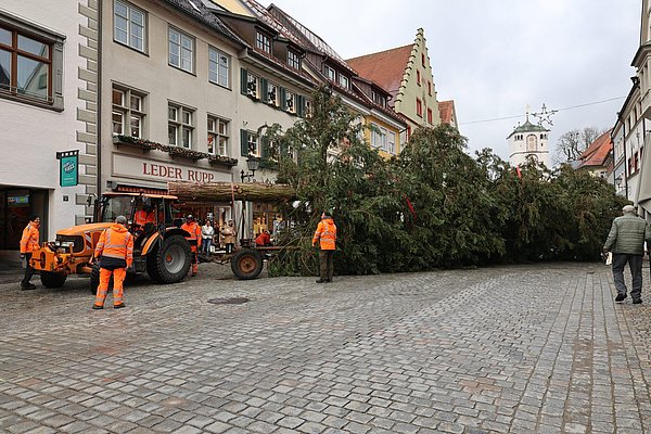 Der Christbaum auf dem Anhänger beim Einfädeln in die Herrenstraße