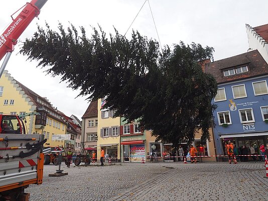 Baum am Kran