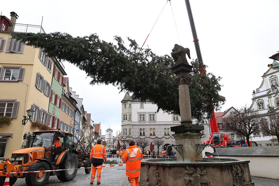 Der Baum hängt am Kran über dem Marktplatz.